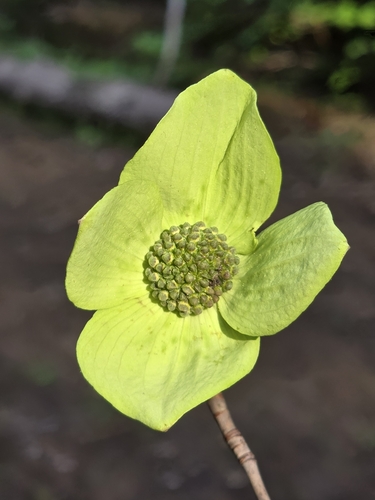 Pacific dogwood (Cornus nuttallii)