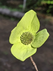 Cornus nuttallii