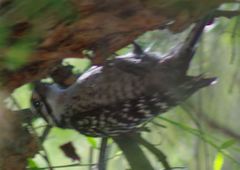 Dryobates nuttallii