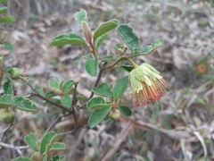 Diplolaena dampieri