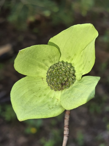 Cornus nuttallii