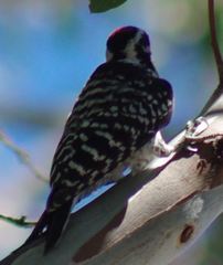 Dryobates nuttallii