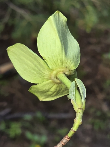 Cornus nuttallii
