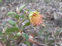 Diplolaena dampieri