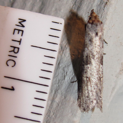 Ellabella melanoclista