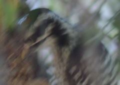 Dryobates nuttallii