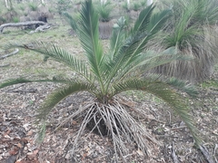 Macrozamia