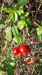 Rosa canina
