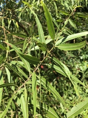 Salix caroliniana