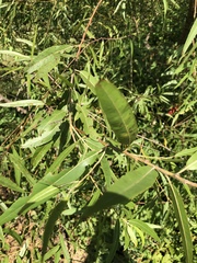 Salix caroliniana