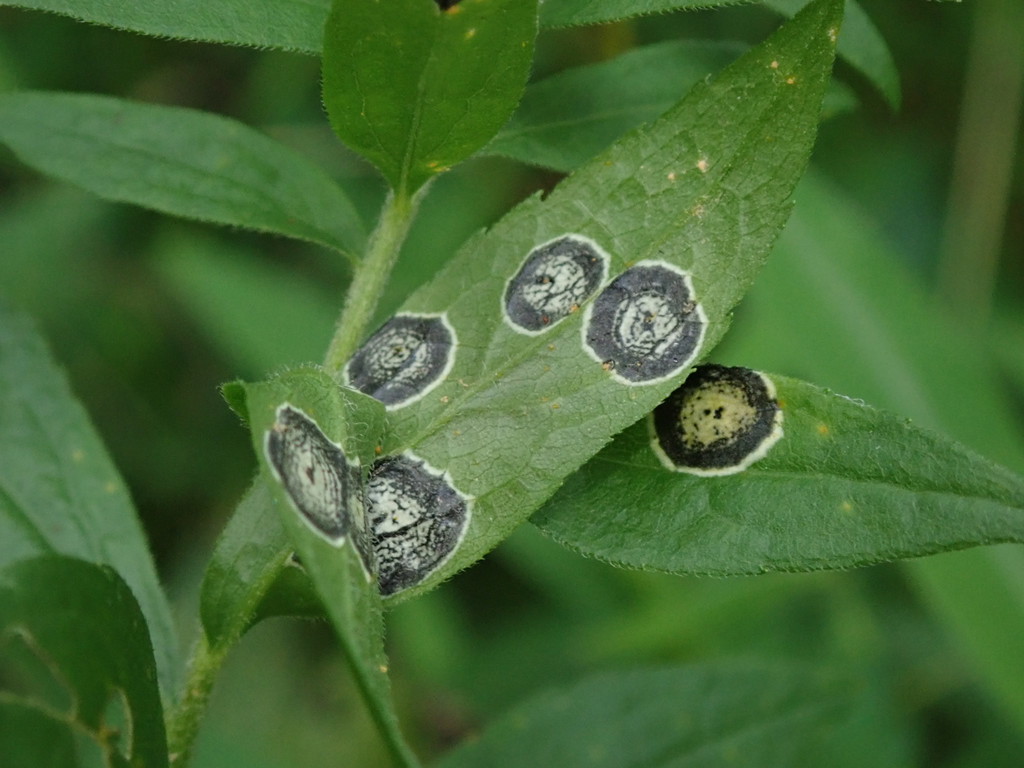 Asteromyia Gall Midge Fungus