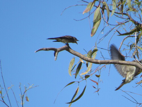 Western Wood-Pewee, Point Loma, San Diego, CA, USA, photo 8 of 10