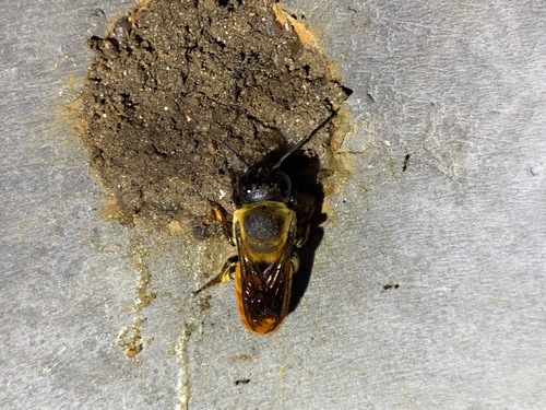 Megachile ardens
