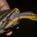 龜鱉目 - Photo (c) Vijay Anand Ismavel，保留部份權利CC BY-NC-SA