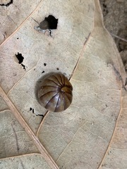 Arthrosphaera