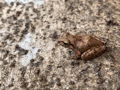 Pseudophilautus popularis