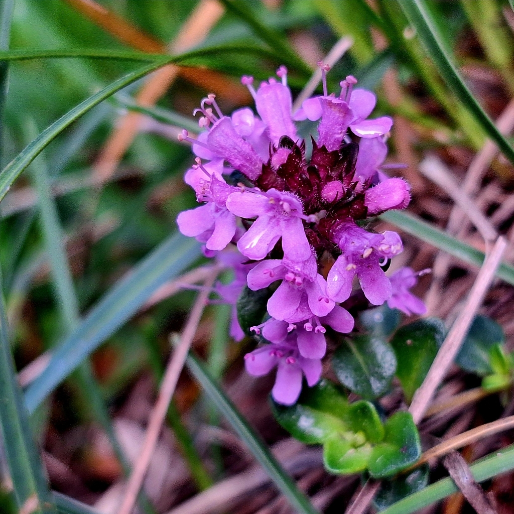 Thymus alpestris; photograph (c) Marek Hrušovský, some rights reserved (CC BY)