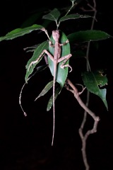 Otocryptis