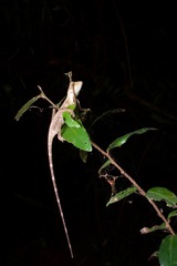 Otocryptis