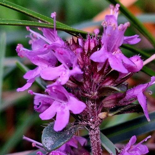 Thymus alpestris, photograph 1
