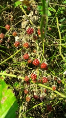 Rubus fruticosus
