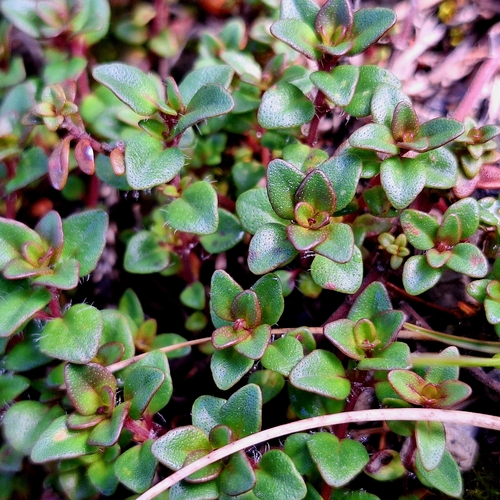 Thymus alpestris, photograph 2