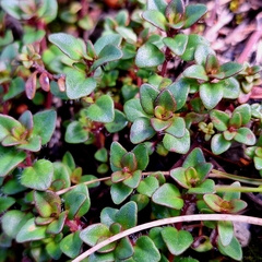 (c) Marek Hrušovský, some rights reserved (CC BY) Thymus alpestris, photograph (c) Marek Hrušovský, some rights reserved (CC BY)
