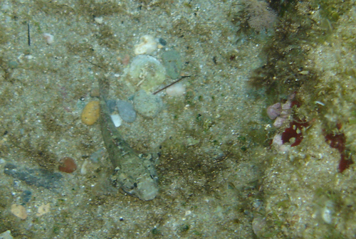 Gobius paganellus