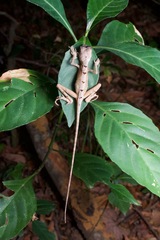 Otocryptis