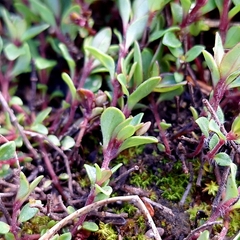 (c) Marek Hrušovský, some rights reserved (CC BY) Thymus alpestris, photograph (c) Marek Hrušovský, some rights reserved (CC BY)