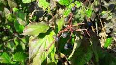 Cornus sanguinea