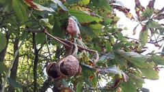 Aesculus hippocastanum