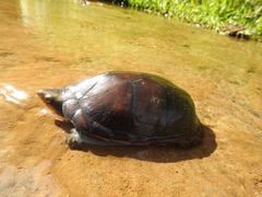 Kinosternon leucostomum