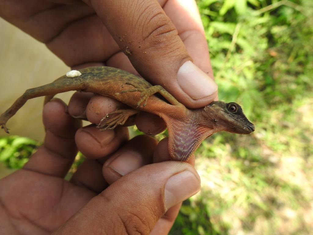 Chalchijapa Anole