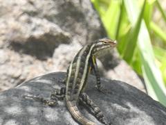Sceloporus teapensis
