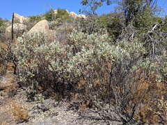 Eriodictyon traskiae smithii