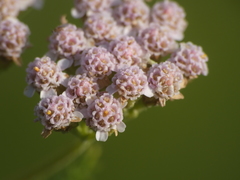 Achillea roseo-alba