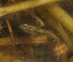Fundulus diaphanus