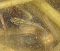 Fundulus diaphanus
