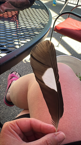 iNaturalist observation 2025-05-31