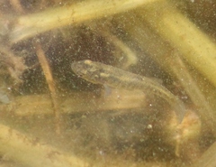 Fundulus diaphanus