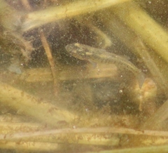 Fundulus diaphanus