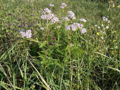 Achillea roseo-alba