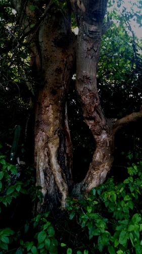 Red Bean Tree (Erythrina velutina)