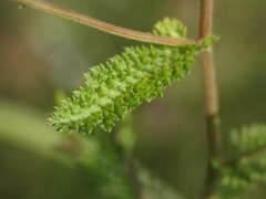 Achillea roseo-alba