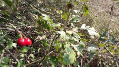 Crataegus monogyna