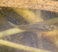 Fundulus diaphanus