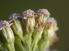 Achillea roseo-alba