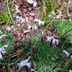 Dianthus praecox, photograph Marek Hrušovský, CC BY, iNaturalist via GBIF