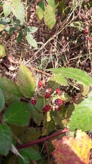 Rubus fruticosus